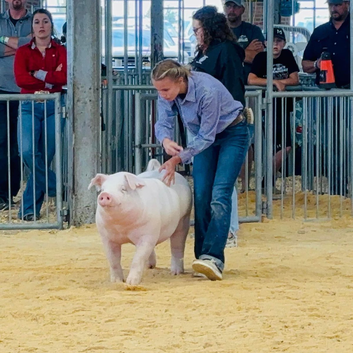 Congratulations to Archie FFA Member Mylea Shaw and "Louie" for winning Champion FFA Chester White Barrow, Best of Breed Chester White Barrow (winning over the 4H Champion) and Champion Chester White Barrow in the Open Show at the Missouri State Fair!