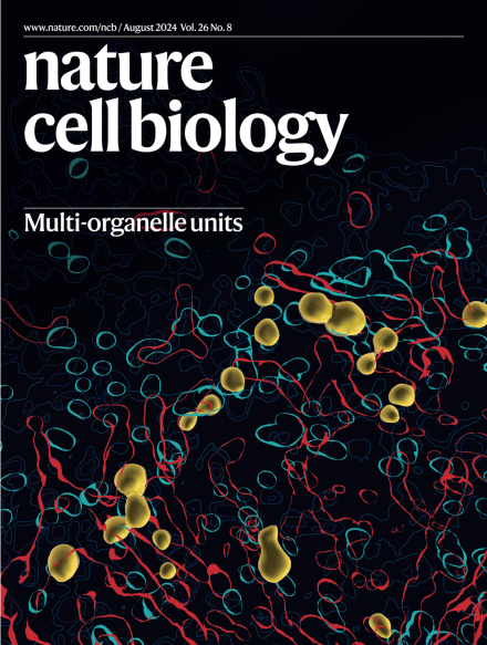NatureCellBio's tweet photo. 👋🏾Our August issue's live!
Cover: Multi-#organelle units
🔬on: #medulloblastoma #AlternativeSplicing, #HydrostaticPressure in #macrophages, #synuclein #BiomolecularCondensation, #TranscriptionFactors, #immunosurveillance of #SenescentCells & more!
https://t.co/Ha2lWUDT98 https://t.co/BMJh744qS1