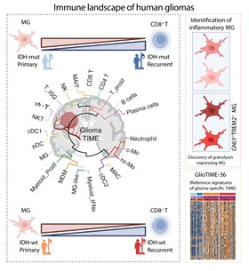 NeuralCell's tweet image. 😎 Check it out! @MDAndersonNews scientists used sequential single-cell #transcriptomics and spectral cytometry on immune cells encompassing 48 human #gliomas to decipher their immune landscape. 

👉 bit.ly/4dkmHIy