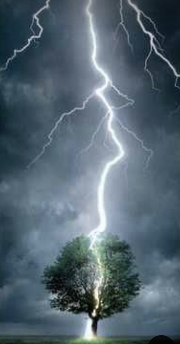 El fuego sagrado del rayo como expresión de la potencia de los dioses supremos tiene una virtud fecundadora, siendo el roble una de las especies más fulminadas y por tanto más veneradas como amuletos protectores. #roble