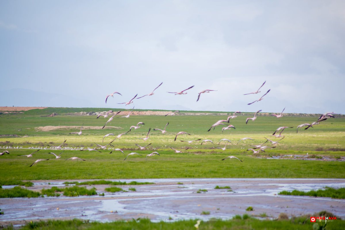MosselbankTeam's tweet photo. The stars of the season 🤩🦩 Thank you to Mashava Photography for capturing these stunning photos at the Mosselbank valley-bottom wetlands in Greenville Garden City, Durbanville.#mosselbankwetlands #mosselbankriver #MRCT #rehabilitation #restoration #riverrestoration #riverteam https://t.co/NvTMhJfWBg
