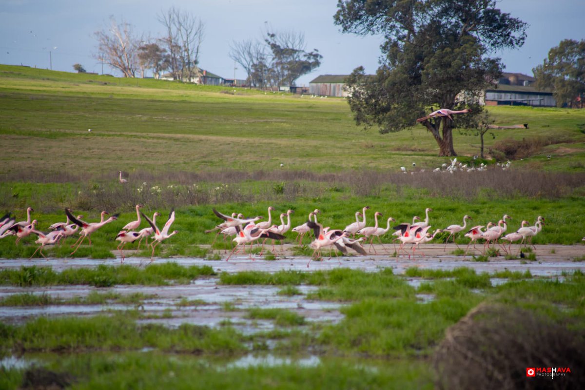 MosselbankTeam's tweet photo. The stars of the season 🤩🦩 Thank you to Mashava Photography for capturing these stunning photos at the Mosselbank valley-bottom wetlands in Greenville Garden City, Durbanville.#mosselbankwetlands #mosselbankriver #MRCT #rehabilitation #restoration #riverrestoration #riverteam https://t.co/NvTMhJfWBg