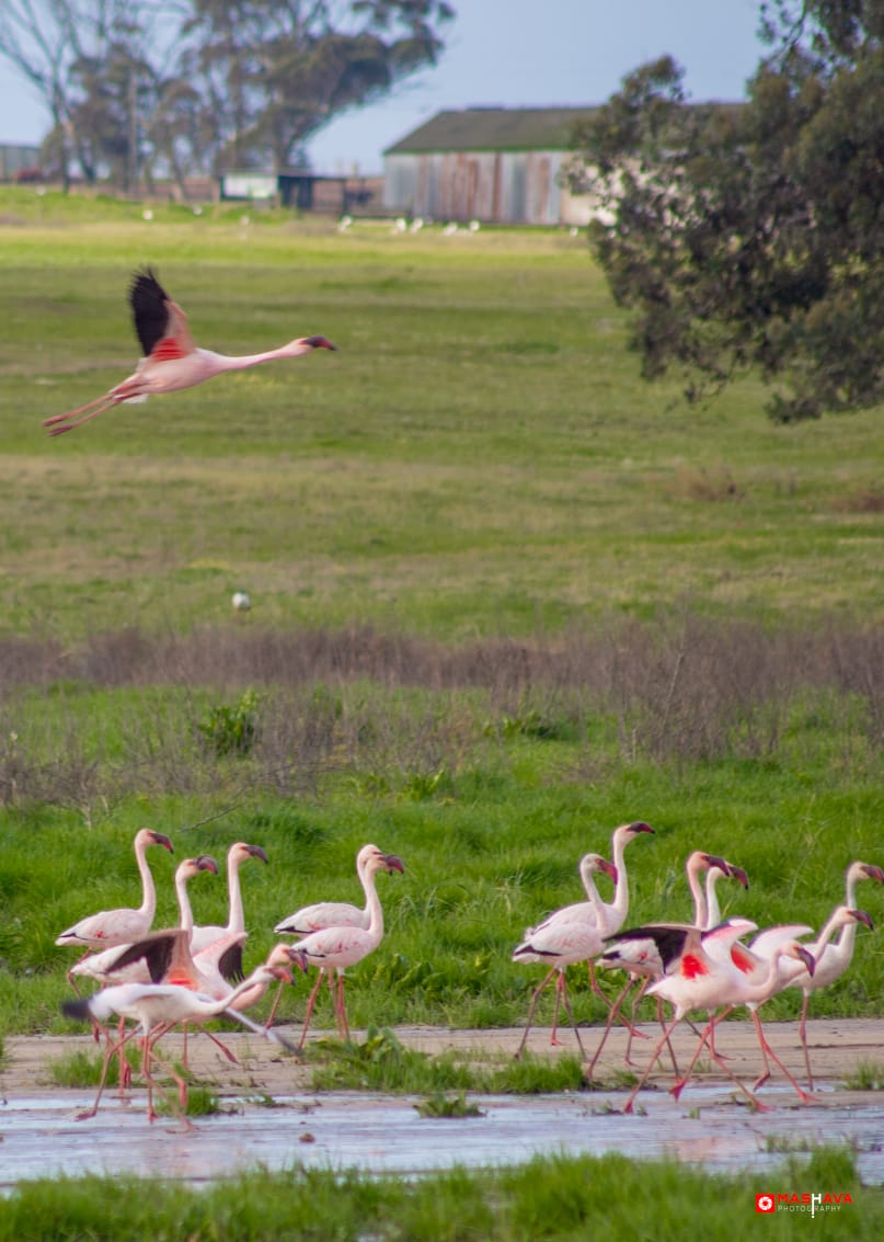 MosselbankTeam's tweet photo. The stars of the season 🤩🦩 Thank you to Mashava Photography for capturing these stunning photos at the Mosselbank valley-bottom wetlands in Greenville Garden City, Durbanville.#mosselbankwetlands #mosselbankriver #MRCT #rehabilitation #restoration #riverrestoration #riverteam https://t.co/NvTMhJfWBg