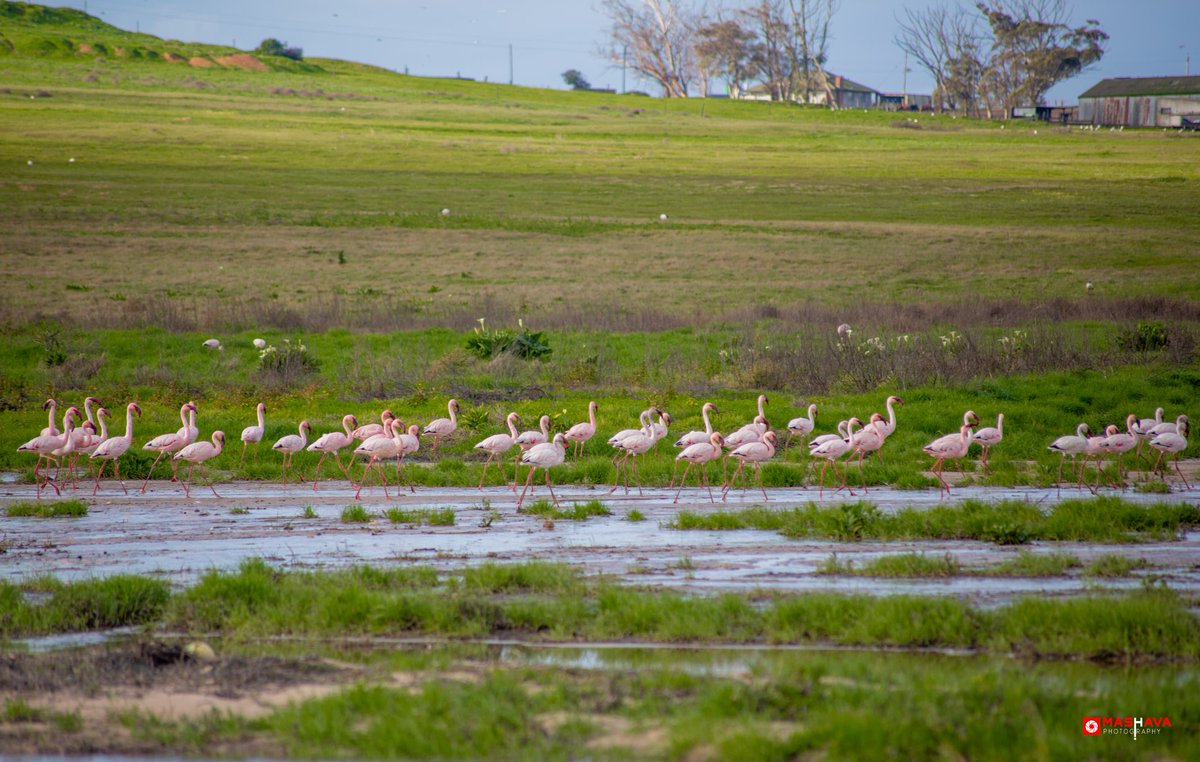 MosselbankTeam's tweet photo. The stars of the season 🤩🦩 Thank you to Mashava Photography for capturing these stunning photos at the Mosselbank valley-bottom wetlands in Greenville Garden City, Durbanville.#mosselbankwetlands #mosselbankriver #MRCT #rehabilitation #restoration #riverrestoration #riverteam https://t.co/NvTMhJfWBg