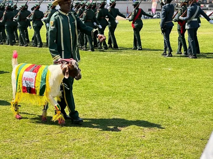 DandaroOnline's tweet photo. #dandarotalk Tikudawo vanoziva kuti zita re Mbudzi iyi ndiyani...?! 🤔💯✔️

#HappyDefenceForcesDay https://t.co/yYyCIHMUpc