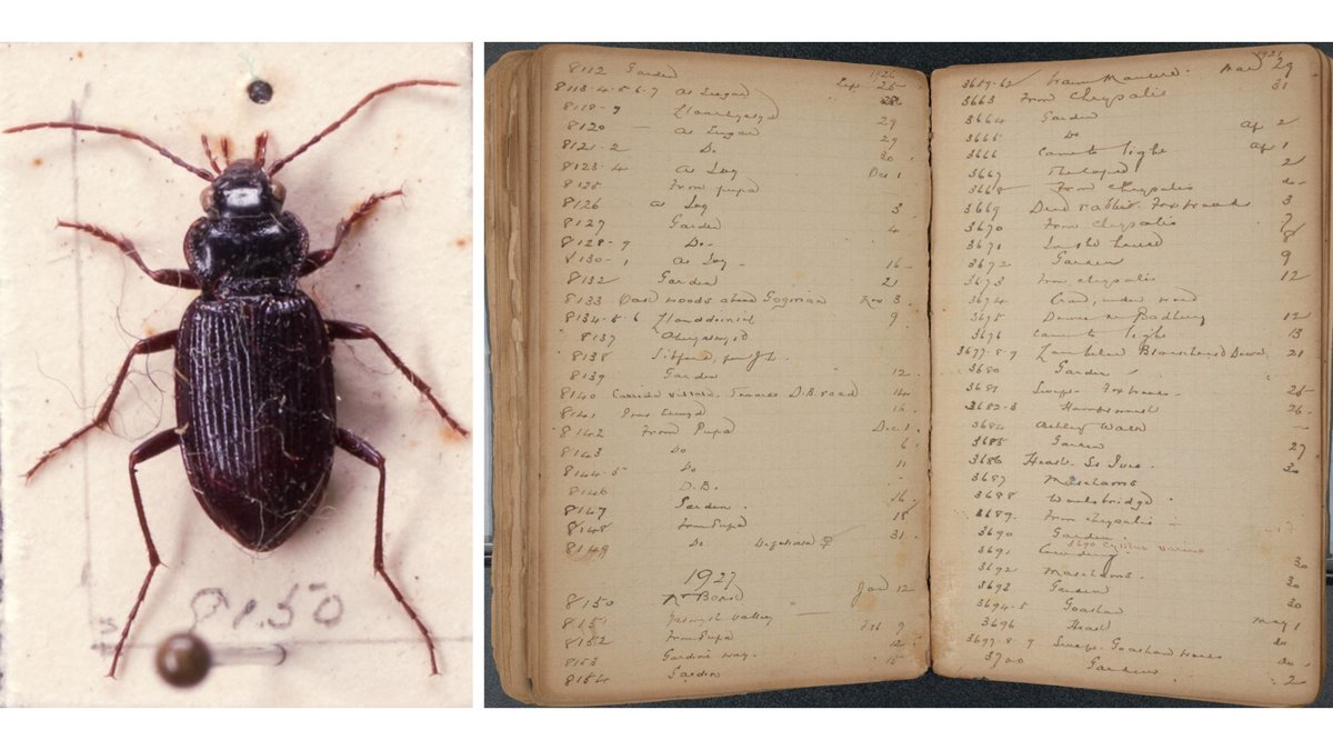 Nat_SCA's tweet photo. We love a good curation project, so really good to hear from @GSeddonRoberts about his experience curating entomology collections @Museum_Cardiff @CardiffCurator https://t.co/AKBTYwpF53 https://t.co/DU37BOseb8