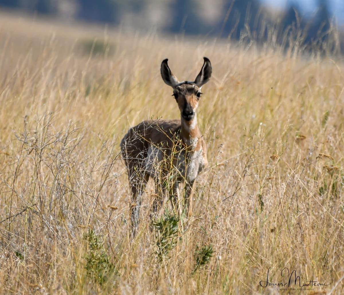 Lmatteau66's tweet photo. Don’t know if I have ever seen an actual baby pronghorn before. But sure was a cutie. #bisonrange #csktbisonrange #pronghornantelope #pronghorn #pronghornsofinstagram https://t.co/Mn1p52utqo