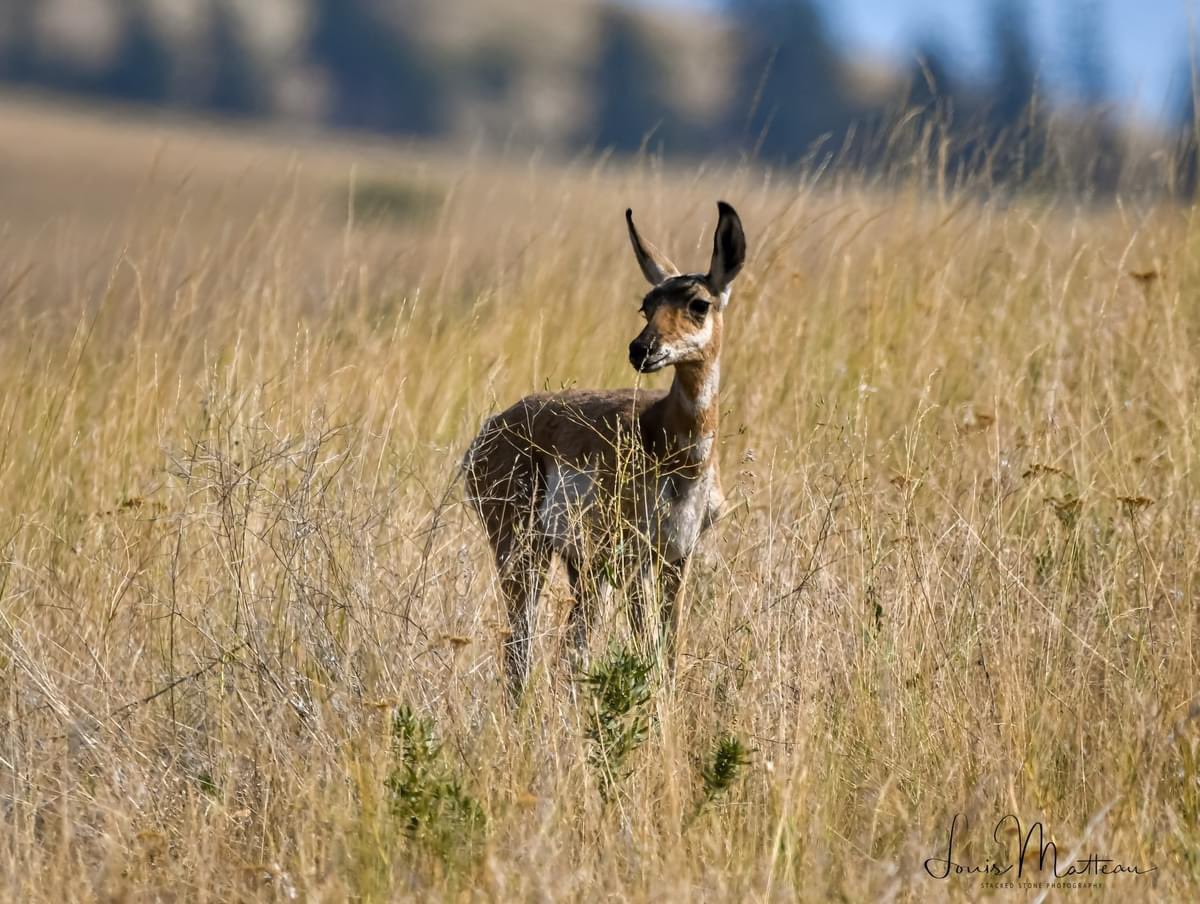 Lmatteau66's tweet photo. Don’t know if I have ever seen an actual baby pronghorn before. But sure was a cutie. #bisonrange #csktbisonrange #pronghornantelope #pronghorn #pronghornsofinstagram https://t.co/Mn1p52utqo