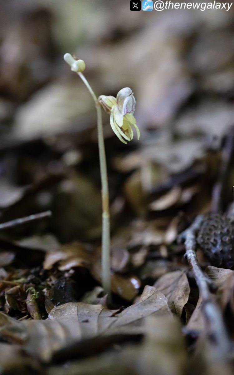 Dr Richard Bate (@thenewgalaxy) on Twitter photo 2024 UK - Get in there! The Ghost #Orchid (Epipogium aphyllum) is one of our rarest species, and one that doesn’t need an introduction. After 30 years of searching I’m beyond delighted to have chanced upon one <a href="/EuropeanOrchids/">European Orchids & Wildflowers</a> <a href="/Mariposa_Nature/">Mariposa Nature Tours</a> <a href="/BSBIbotany/">BSBI: Botanical Society of Britain & Ireland</a> #wildflowerhour 2024 UK - Get in there! The Ghost #Orchid (Epipogium aphyllum) is one of our rarest species, and one that doesn’t need an introduction. After 30 years of searching I’m beyond delighted to have chanced upon one <a href="/EuropeanOrchids/">European Orchids & Wildflowers</a> <a href="/Mariposa_Nature/">Mariposa Nature Tours</a> <a href="/BSBIbotany/">BSBI: Botanical Society of Britain & Ireland</a> #wildflowerhour