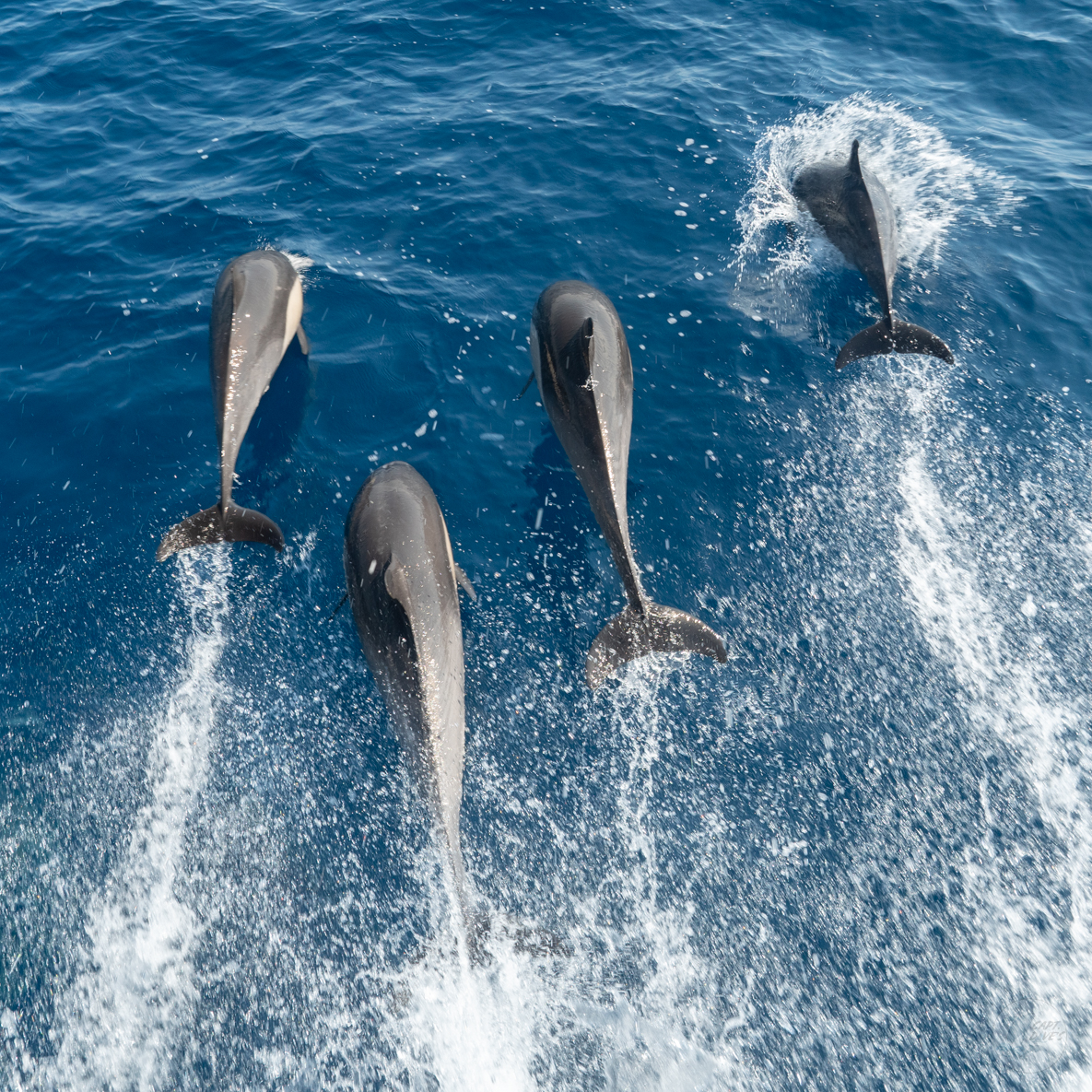 DolphinSafari's tweet photo. It’s #tailsupTuesday yet again! There’s nothing quite like seeing #wild #dolphins embody the #joy of natural living, & we’d like to think these free spirited #cetaceans show off their moves with #flukes lifted to celebrate living #wildandfree. #danapoint #dolphinsafari #captdaves https://t.co/3NwhIf9BRj