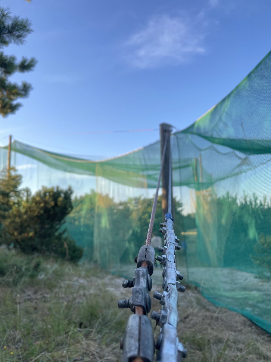 oliverlindecke's tweet photo. #Pape2024 #batmigration Net’s up! https://t.co/c8vi2Bmfyv