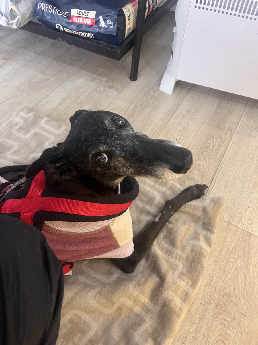 No puedo entender como el <a href="/diputadonaranjo/">Jaime Naranjo</a> avaló el maltrato animal permitiendo carreras d perros!! Diputado, ella es Renata, lleva 1 año con tratamiento x secuelas ante tanto daño q le hicieron, dígame porque?!!! Merecería esto ella y todos los galgos masacrados ??!! Xq ud??!!