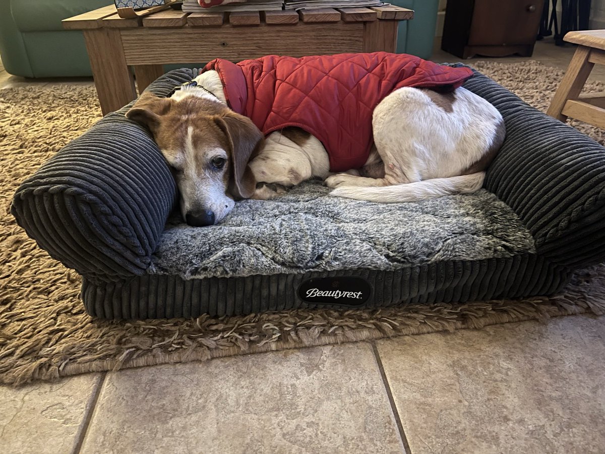caseybrit's tweet photo. @beaglefacts @PrudenceBeagle Snacks, walks, himself!❤️ https://t.co/69O9h0jX68