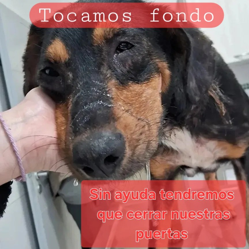 OMFA_Refugio's tweet photo. ❌️TOCAMOS FONDO❌️SIN AYUDA❌️VAMOS A TENER QUE CERRAR NUESTRAS PUERTAS❌️

No podemos más tenemos más de un millón de pesos en deudas de veterinaria, 4 perros internados y YA NO HAY ALIMENTO
Lamentablemente vamos a tener que cerrar nuestras puertas porque sin ayuda https://t.co/cq7iVCb9Ny