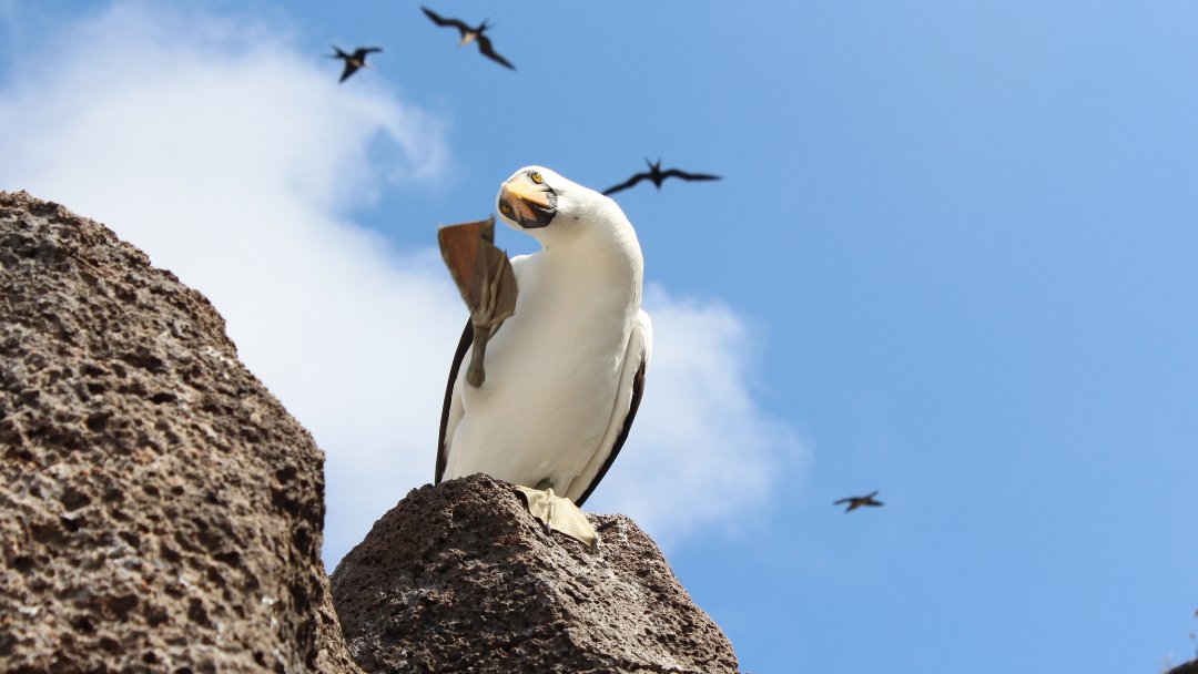 Nazca boobies can be spotted at Punta Suarez on Española, Punta Pitt on San Cristobal, and on Genovesa.

On Genovesa, nesting takes place between August and November, and on Española, they lay their eggs between November and February: tinyurl.com/NazcaBooby

📷 ©️ Stuart Hill