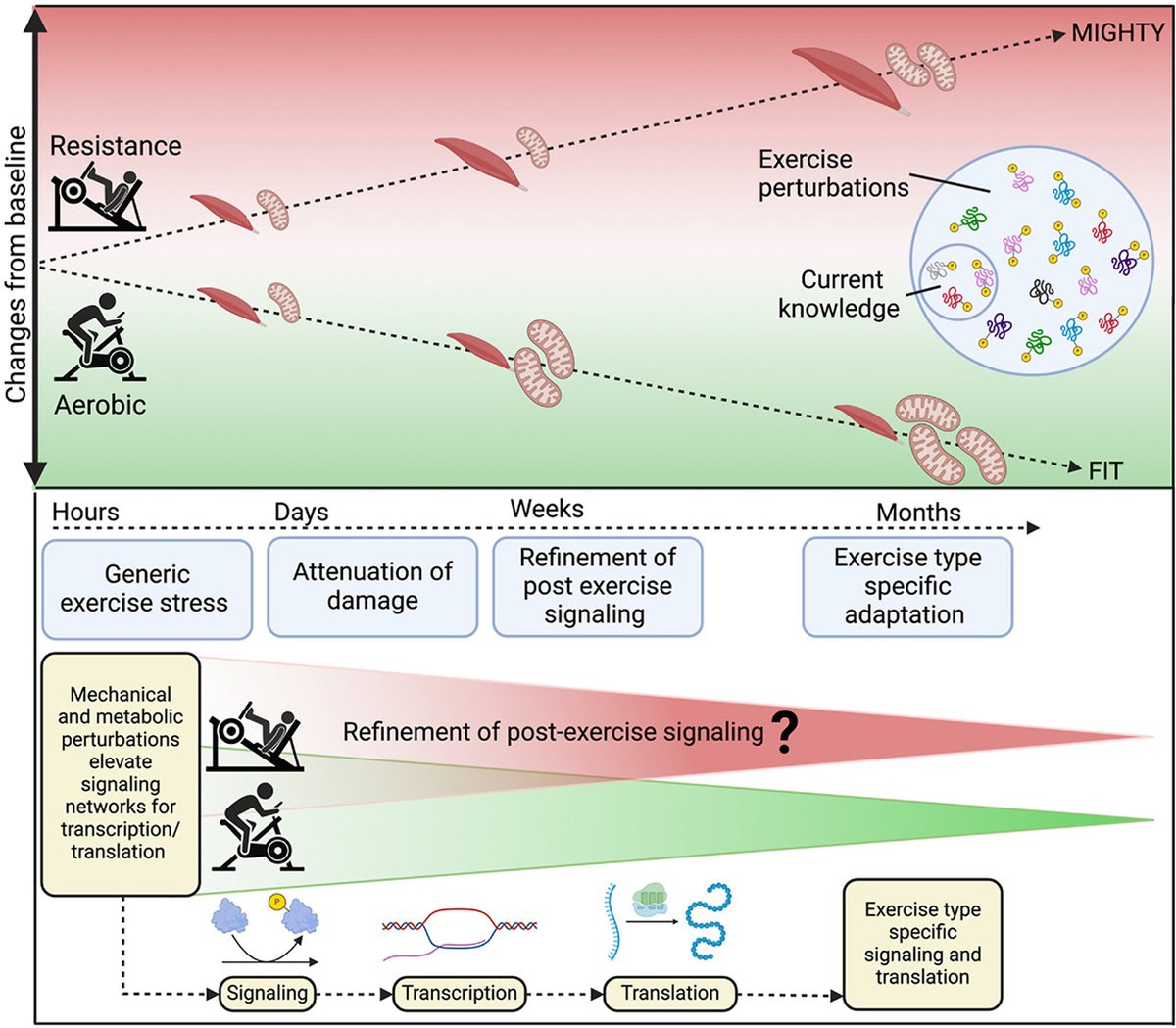 Have you read: 

“Exercise-Specific Adaptations in Human Skeletal Muscle: Molecular Mechanisms of Making Muscles Fit and Mighty”

If you have then awesome b/c it’s a lot to discuss.