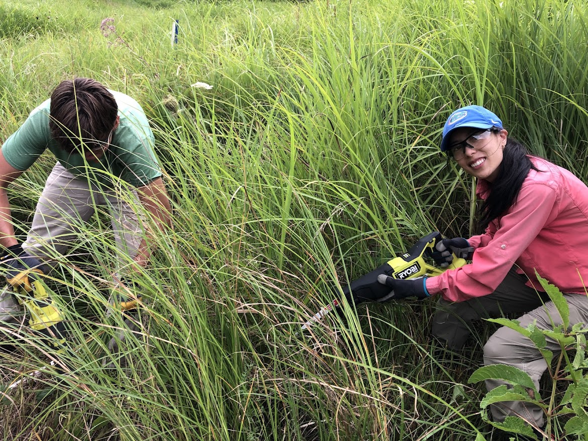 Angela Chuang (@arachnonaut) on Twitter photo Really enjoyed the recent opportunity to help labmates in <a href="/drdavecoyle/">Dr. David Coyle</a>'s lab harvest invasive Miscanthus (silvergrass) in the Blue Ridge Mts of North Carolina! Pretty obvious treatment differences following different herbicide treatments- can you guess which are our controls? 😄 Really enjoyed the recent opportunity to help labmates in <a href="/drdavecoyle/">Dr. David Coyle</a>'s lab harvest invasive Miscanthus (silvergrass) in the Blue Ridge Mts of North Carolina! Pretty obvious treatment differences following different herbicide treatments- can you guess which are our controls? 😄