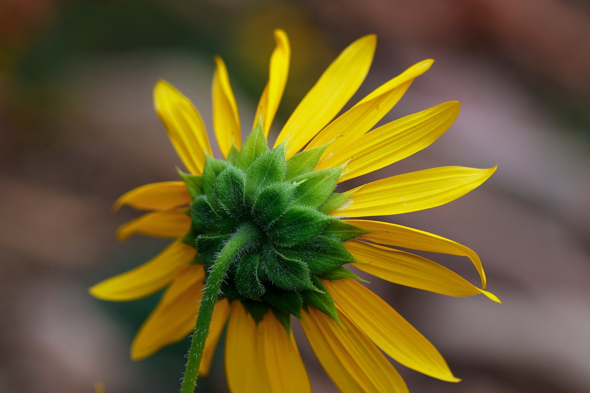 See the plants and hear from garden experts this Saturday, Aug. 17, 10-11 a.m., at Moore Medicinal Garden. Located in the Harold S. Colton Research Center, across the street from the Museum. Learn about the uses of native Colorado Plateau plants. #gardenenvy #flagstaff