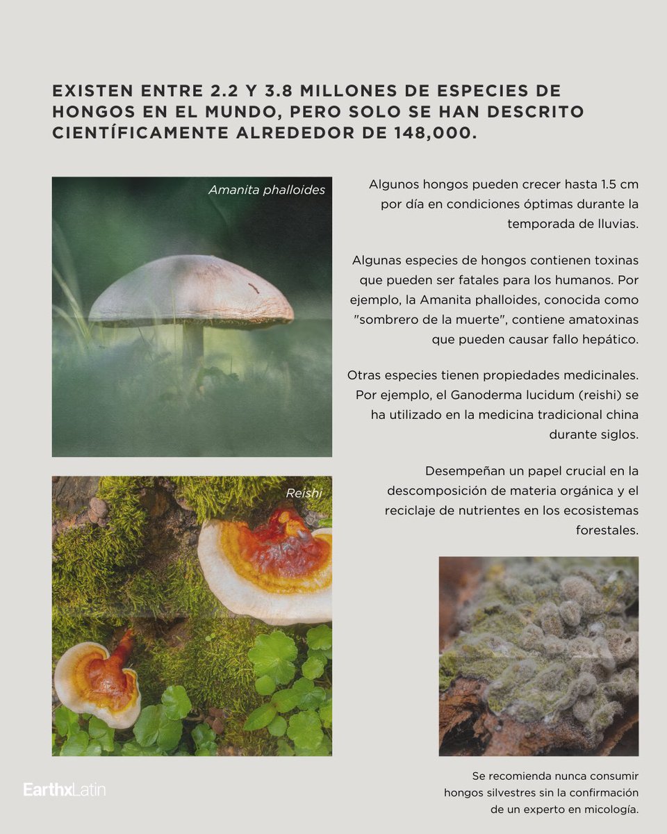Hongos en época de lluvias: conócelos

Alerta fungi: la temporada de hongos ha llegado. 🌧️🍄 ¡Cuidado! Solo el 3% de las especies de hongos conocidas son comestibles. Aprende a apreciarlos de forma segura en su hábitat natural.