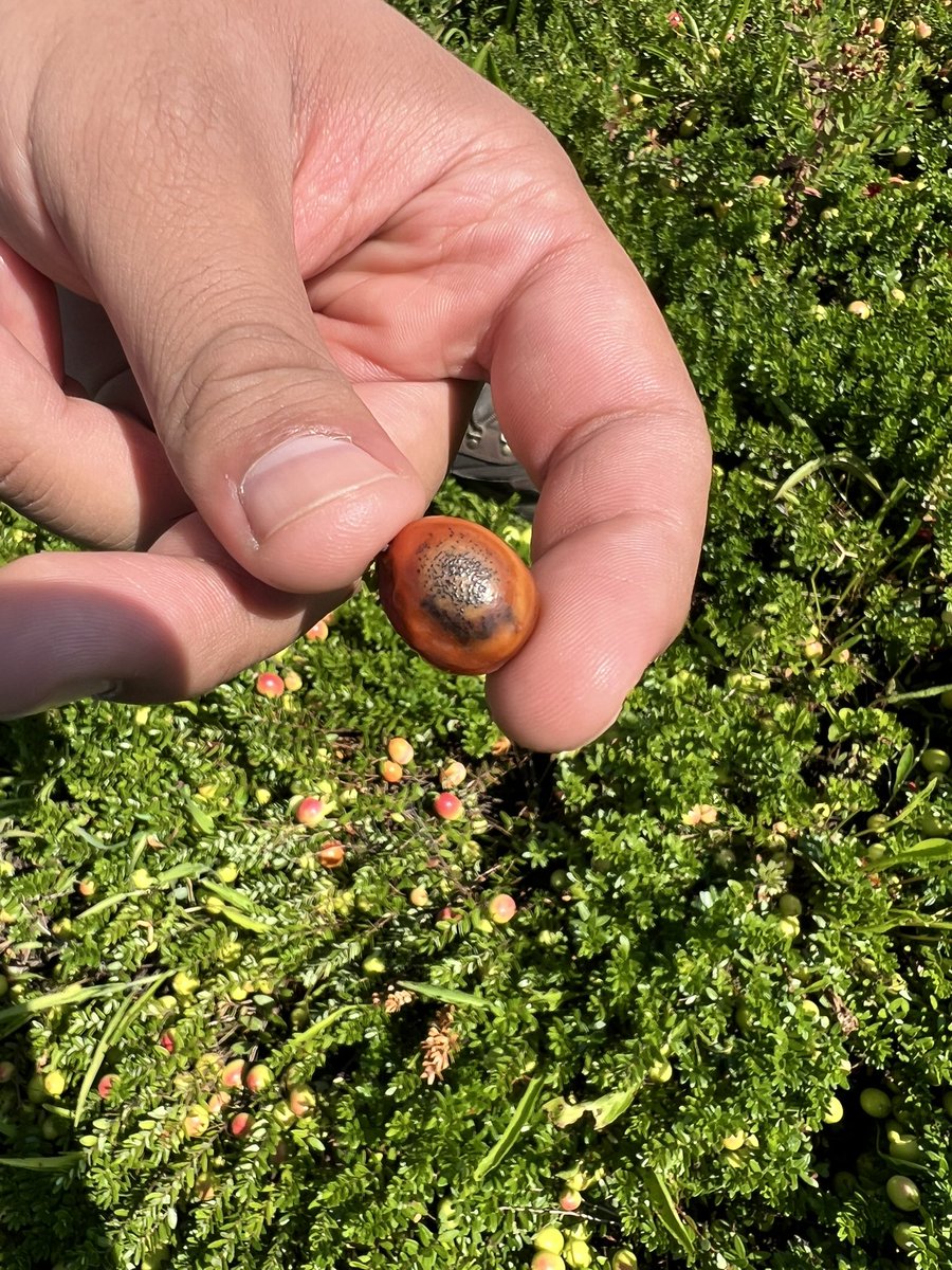 #cranberry fruit collections today with <a href="/eithanpozas/">Eithan Pozas</a>
We are already observing significant fruit rot in our trial beds <a href="/SAME_Cran/">SAME Project</a>