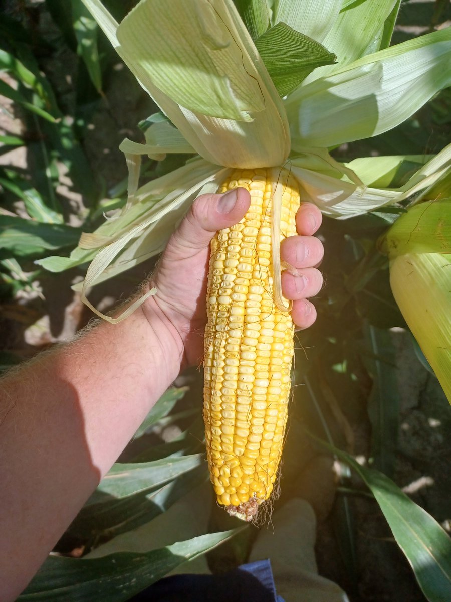 Matt Speckman tweet media