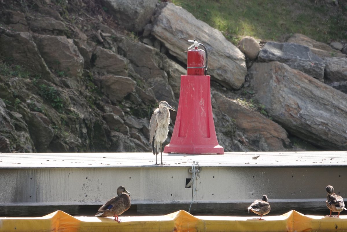 MyKindOfBird's tweet photo. GBH at the Meer (looks to be the youngish one). 

@BirdCentralPark https://t.co/QcH4Yp3Wif
