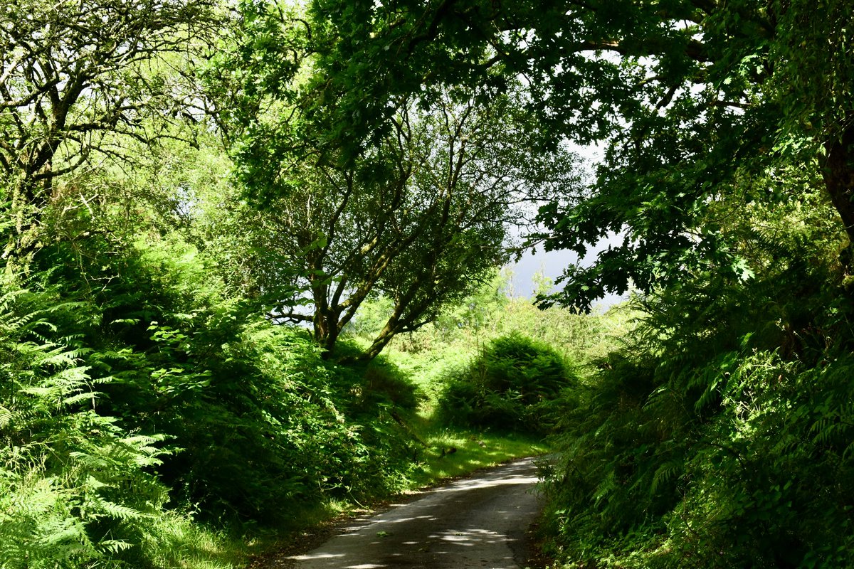 RachelBurch2's tweet photo. Lane near Burrator last week #Dartmoor #Devon https://t.co/41xGTeHVpx