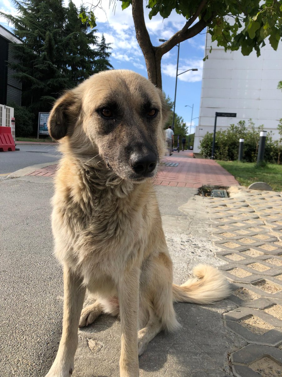 İTÜ GK Ver Bi’ Pati tweet media