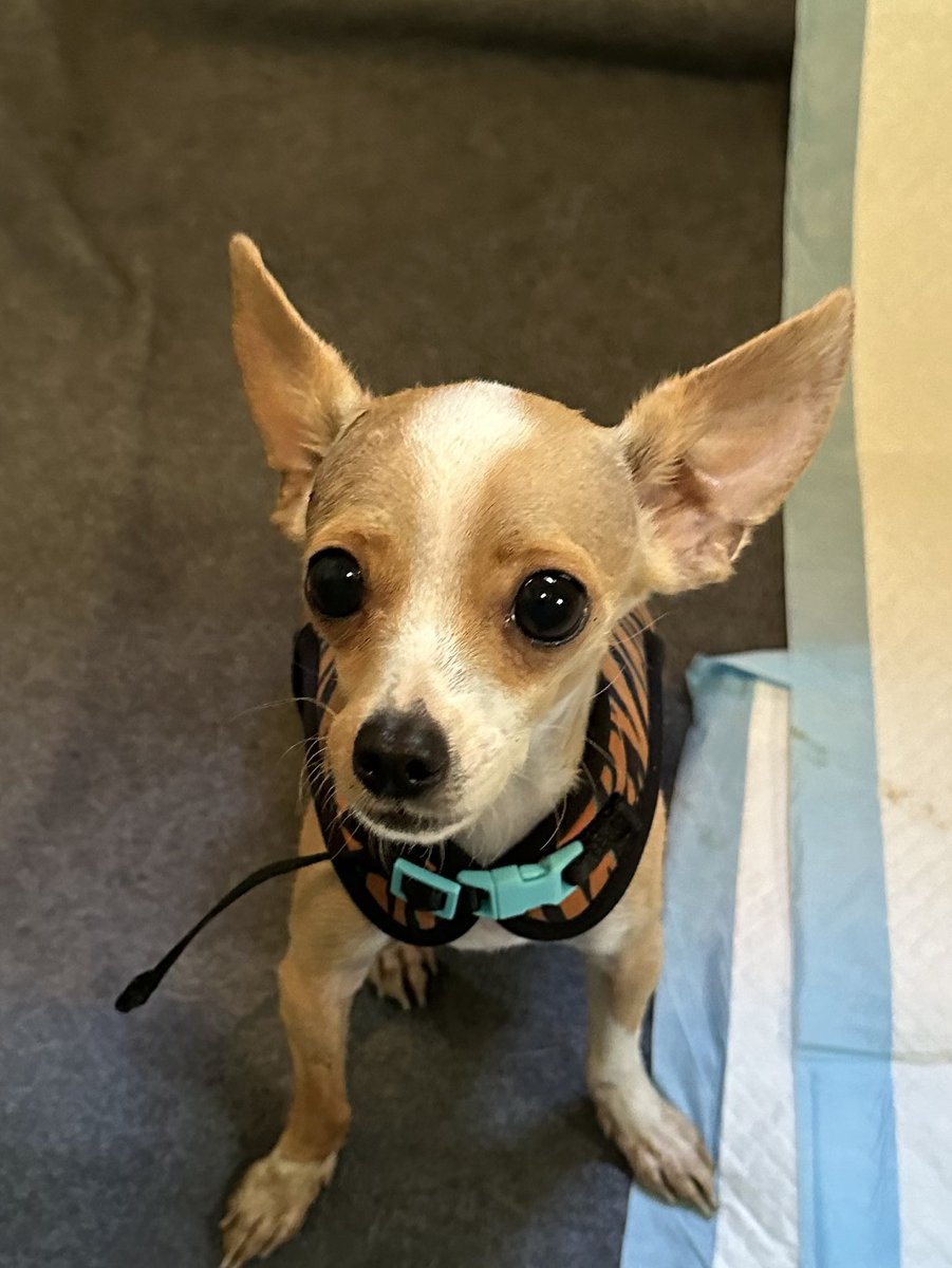 MichaelDogtopia's tweet photo. Fostering this Pretty Boy🐾🐾
Looking for his forever home 
https://t.co/sIyVM6gt7H https://t.co/h5dy36tCut