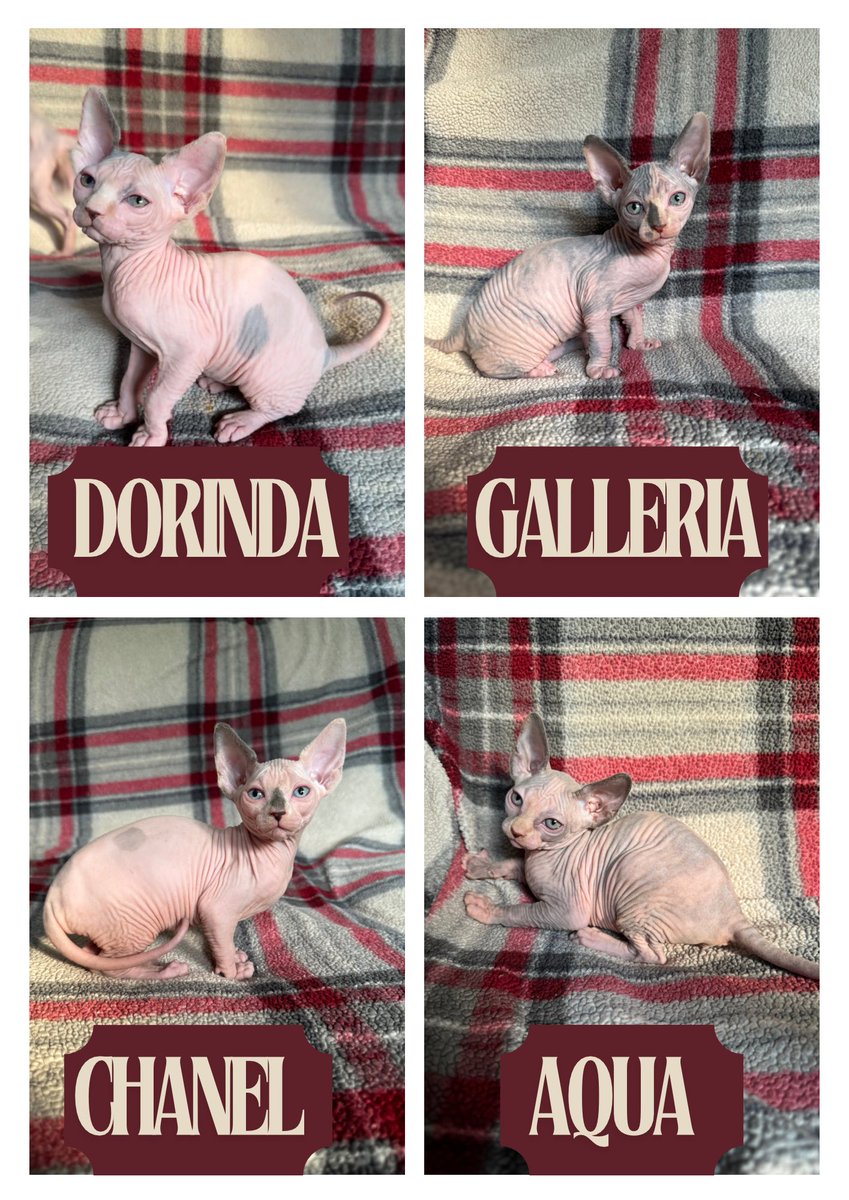 Are you looking for a purrfect kitten??? 

Look no further!!!!! 

These beautiful kittens are available NOW!!!!! Born 6/15/24