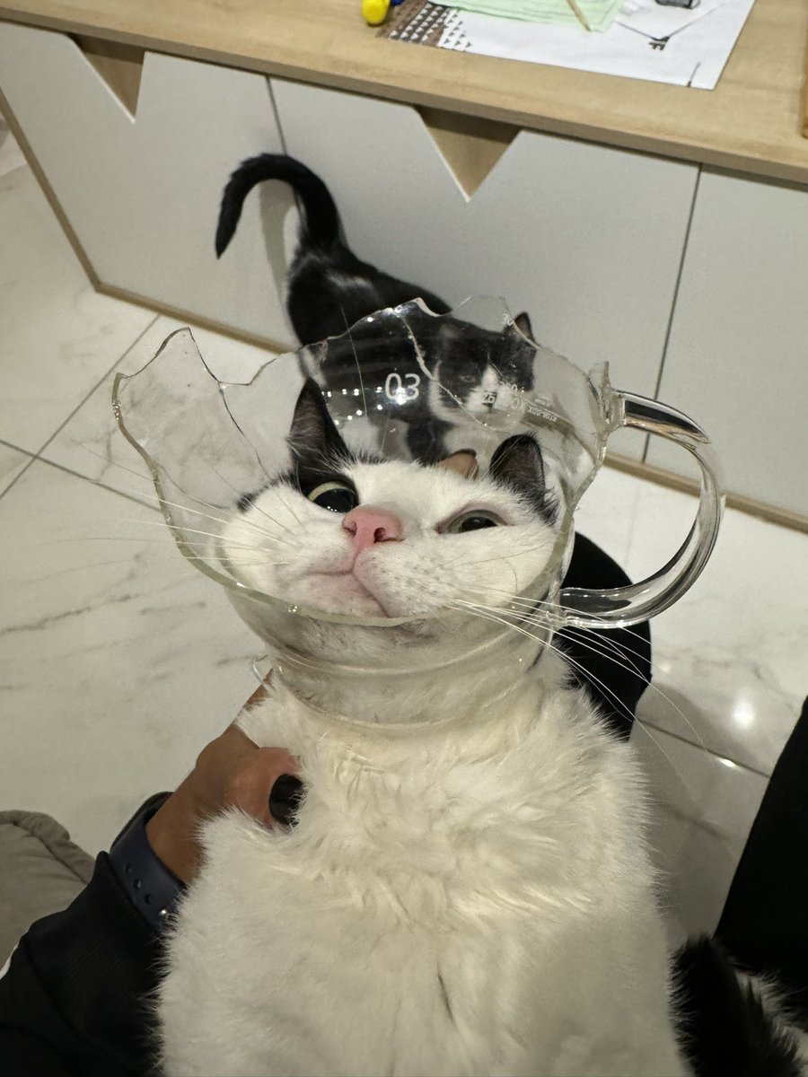 velhade30anos's tweet photo. Sabe quando dizem q gato tem 7 vidas?
Que a curiosidade matou o gato? 
Pois é… 
Nunca fiquei tão desesperada
(Todos passam bem) https://t.co/QZH6BpQlAq