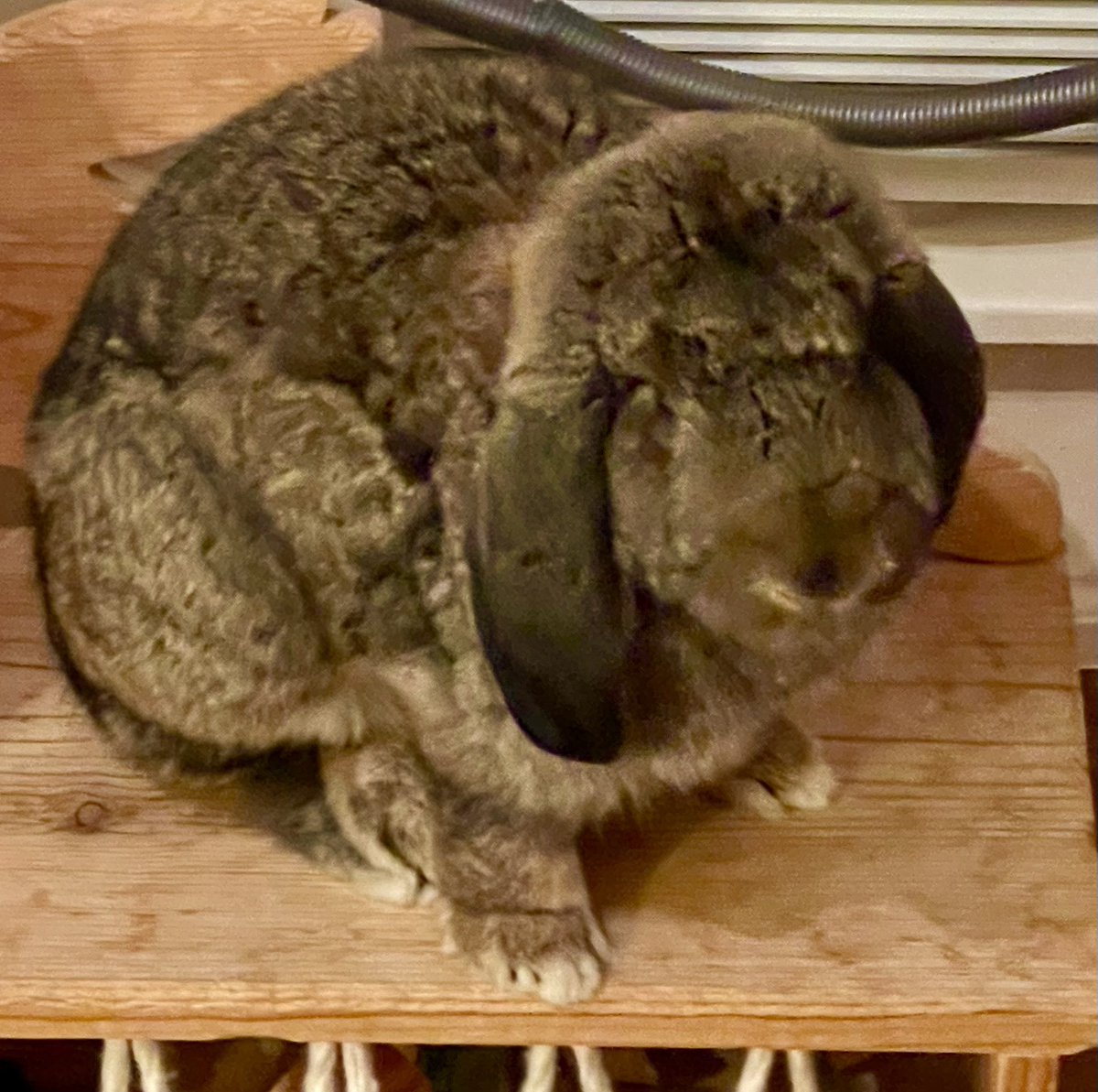 Madalyn - Bunny Detective tweet media