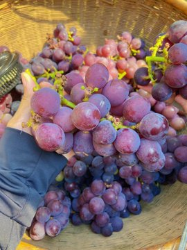 夏のぶどう畑は、生気と活力に満ちていて、一粒とれば、甘酸っぱいです。🍇🍇