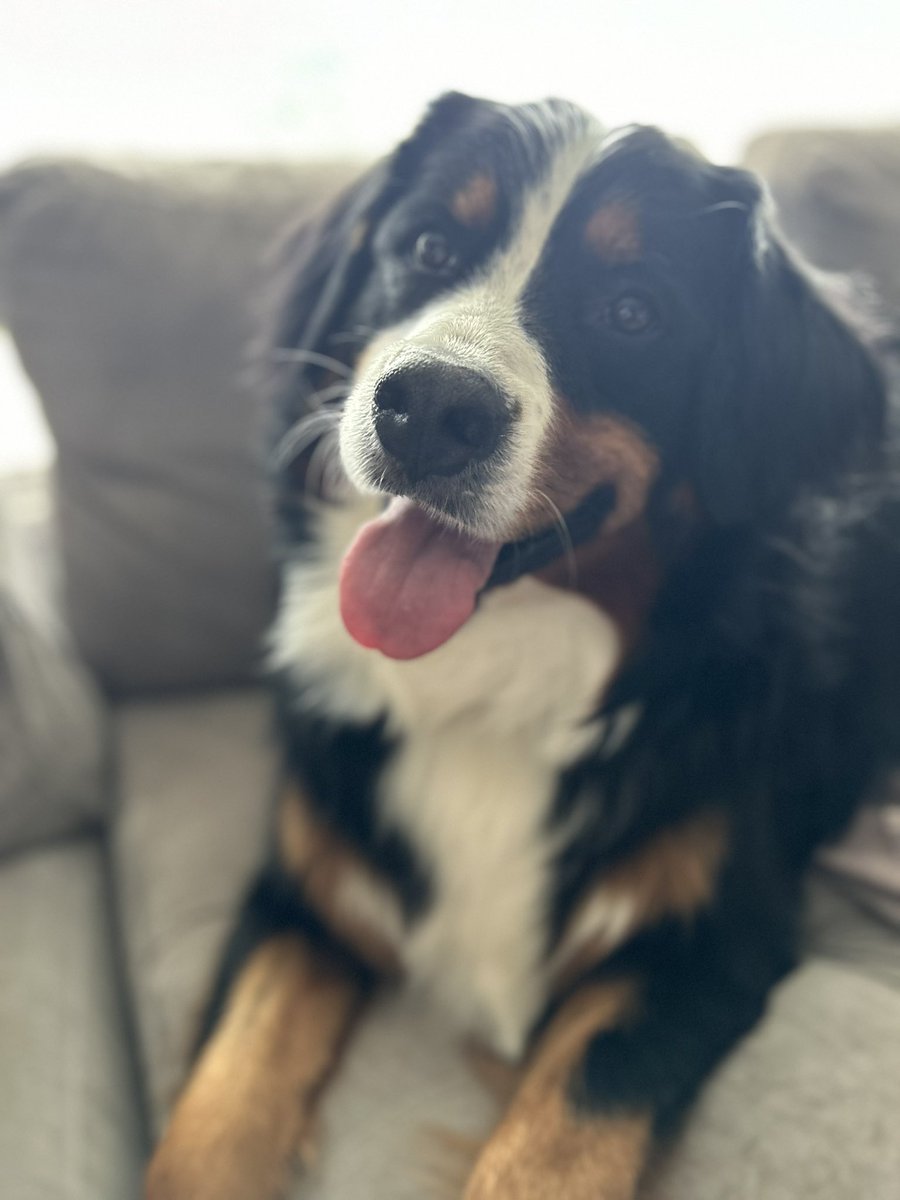 BabaZlobaxn's tweet photo. The love of my life got groomed today. #bernese #mountaindog https://t.co/3TaWJBLPR3