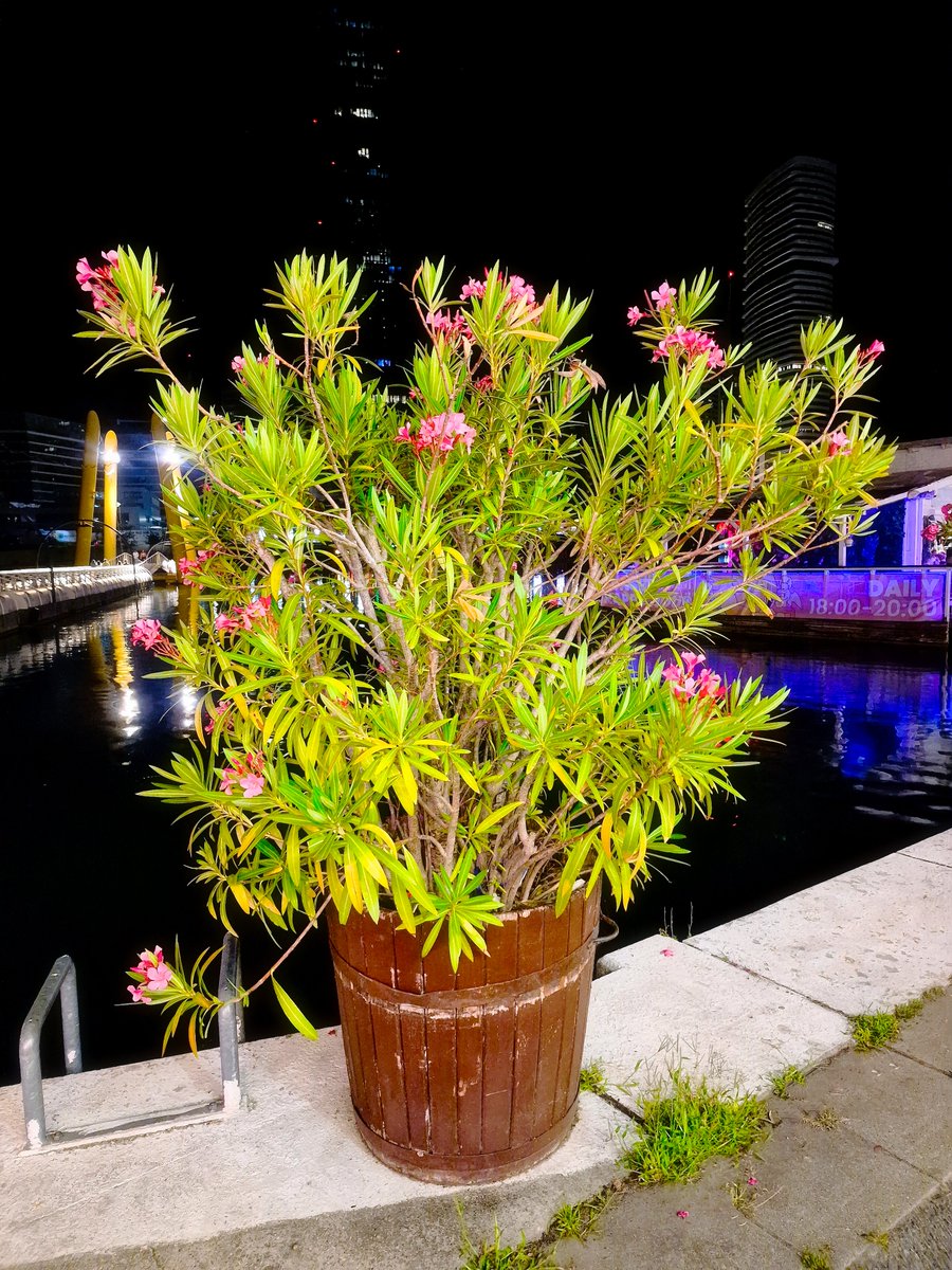 DJairportdisco's tweet photo. Summer night in Vienna.
#copabeachwien #vienna #copabeach #hotnight #nightinvienna #danubeisland #donauinsel #wien #wienliebe #viennaatnight #summervibes #summerfeeling #summernights #skyline #atnight #photooftheday https://t.co/HmDv57ieSZ