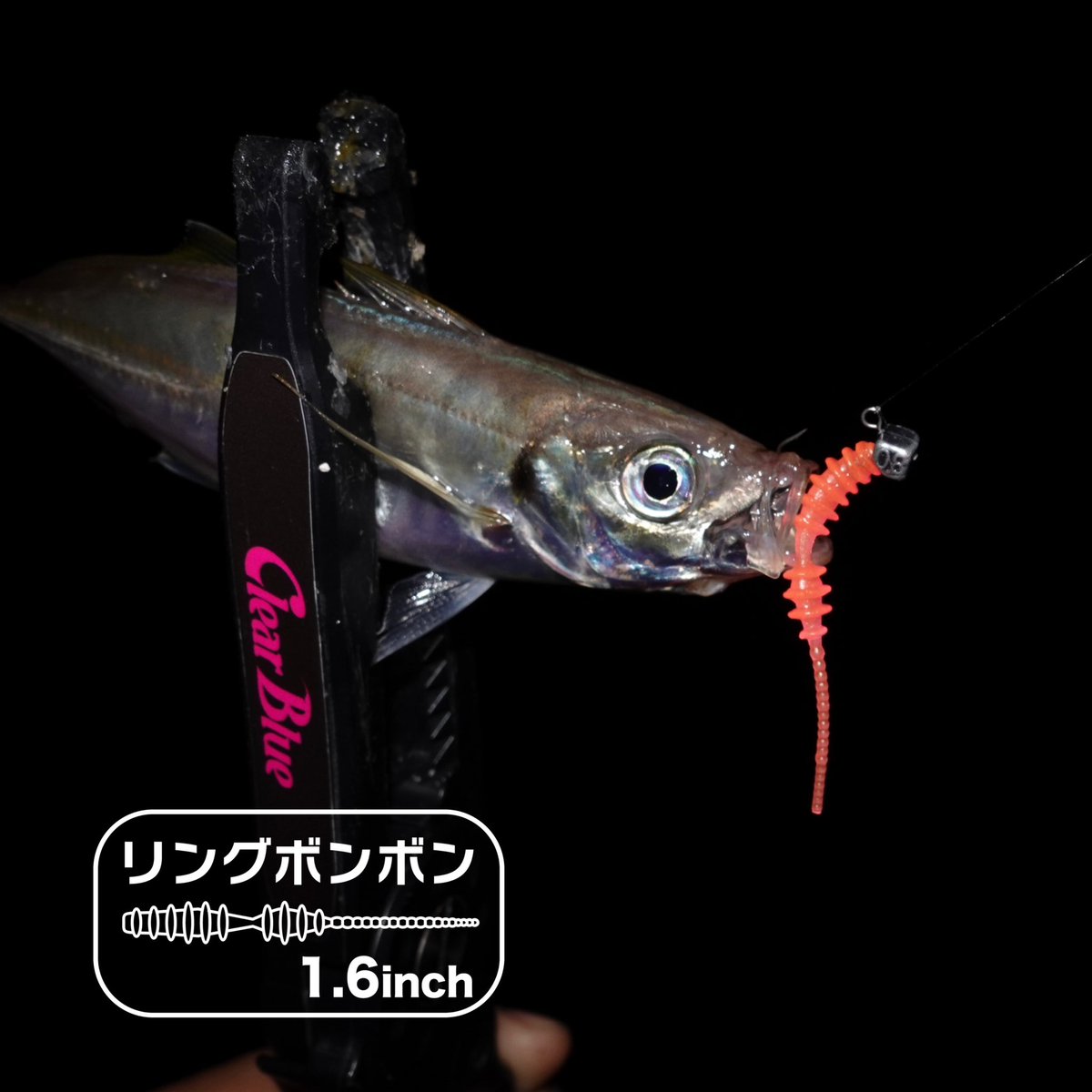 toshi_clearblue's tweet photo. ▷▷ アピール系
深いリブがしっかりアピール‼️
『ケイムラピンク』
ホワイトグローも💡
ワンポイント☝️😁
【タックルデータ】
ロッド: #Crystar511BASK
リール: #エアリティ LT2000S-H
ハンドル: #エアーステア40mm
ライン:エステル《0.3号》
リーダー:フロロ《0.5号》
ジグヘッド: #サイコロヘッドFine 《0.8g》
ワーム: #リングボンボン 1.6
《ケイムラピンク》
#PR #クリアブルー #アジング #青組 #青色アジング #clearblue #本岡利將 #感度バカ