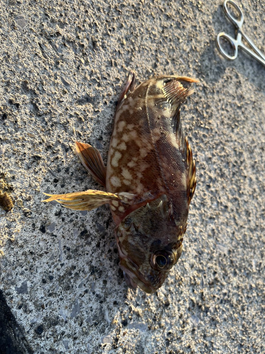 もんた。 (@druftswitch) on Twitter photo 