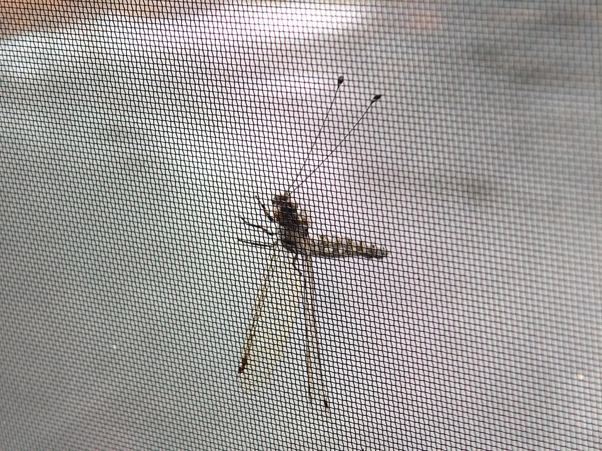 ⚠虫⚠

可愛いのいた
ツノトンボかな