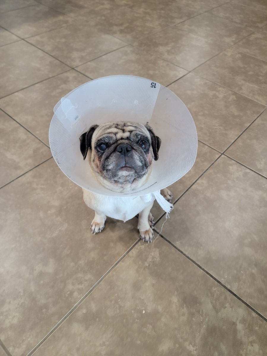 Miss Cleo is convinced this cone is the end of the world—like, how’s a pug supposed to chase her tail with this thing on?! 😅 If only my ADHD could distract her from the drama! #DramaticPug #ADHDProblems #ADHD