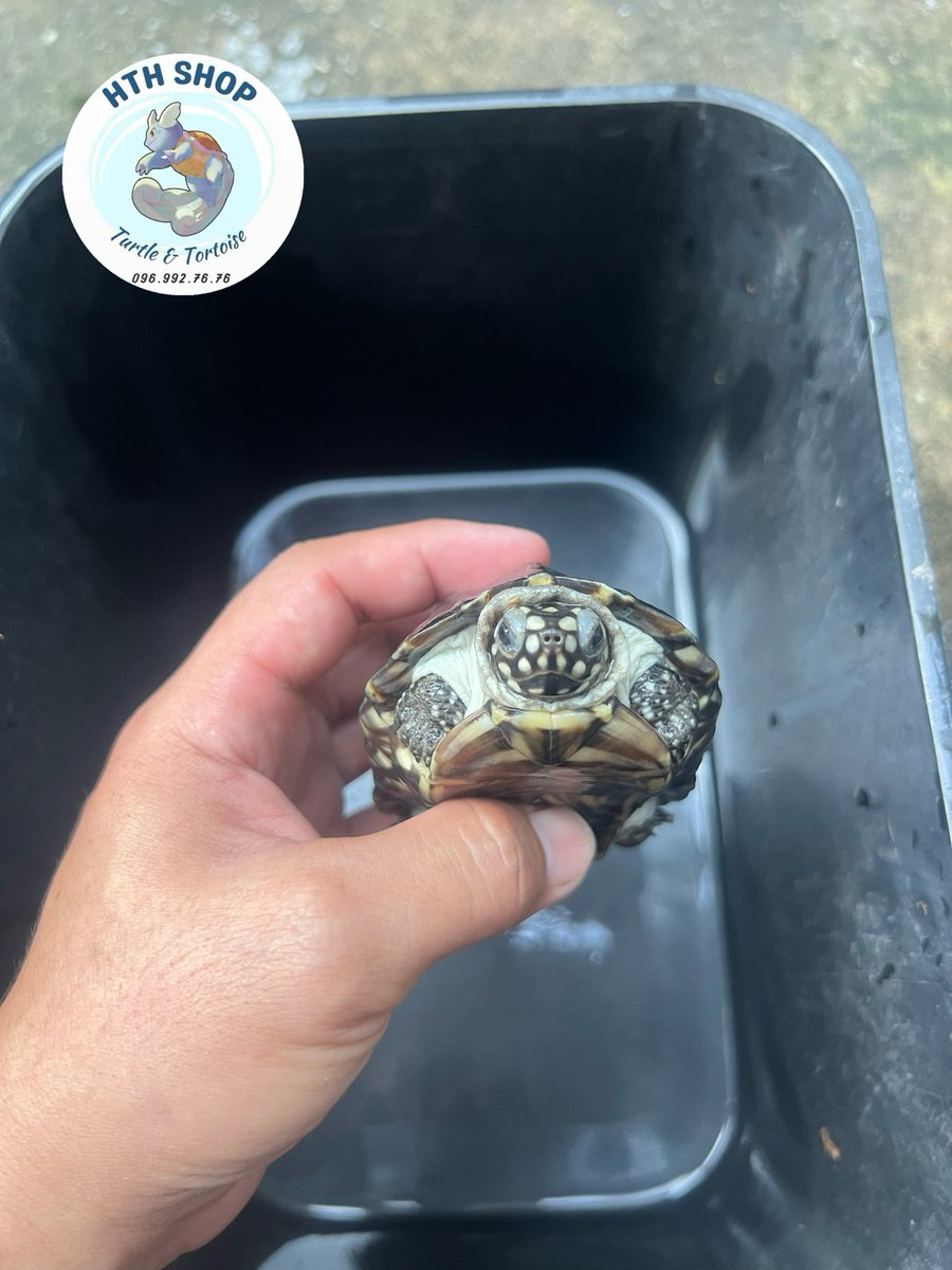 hthshop91's tweet image. Hamilton turtle 🥰🥰🥰

#hthshop #ruasaodem #hamiltonturtle