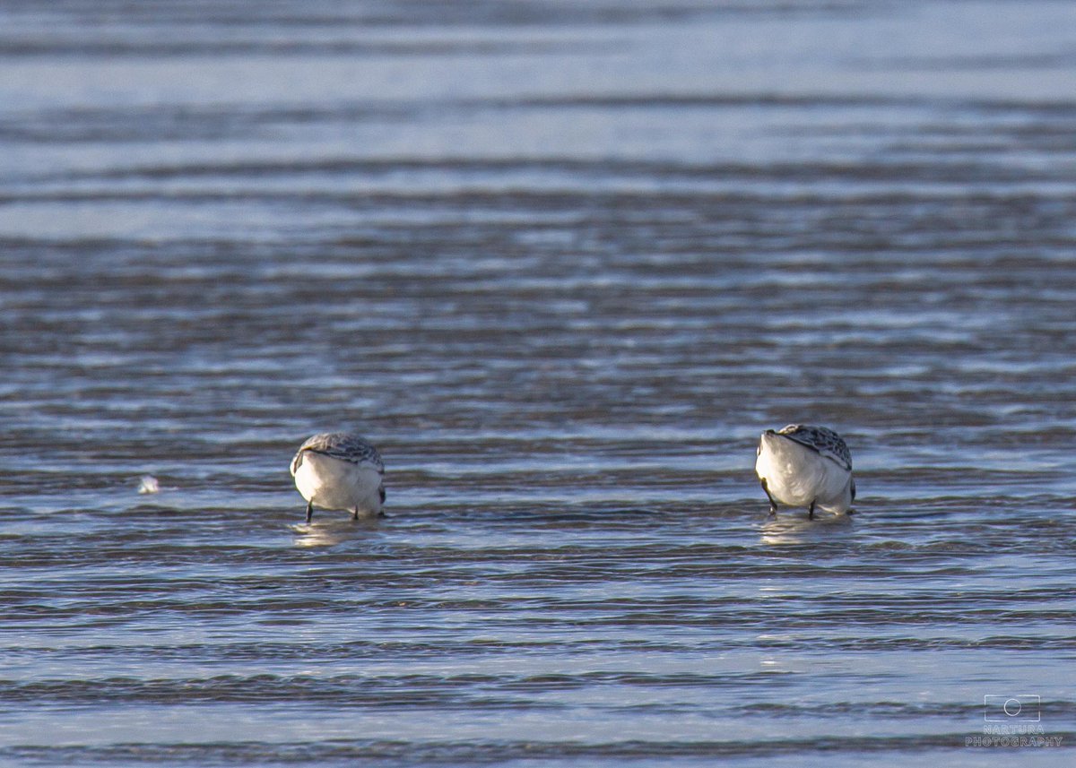 E_van_den_Ham's tweet photo. #WaderWednesday incognito version Sanderling (#Calidris alba) https://t.co/l06VCdSrGr