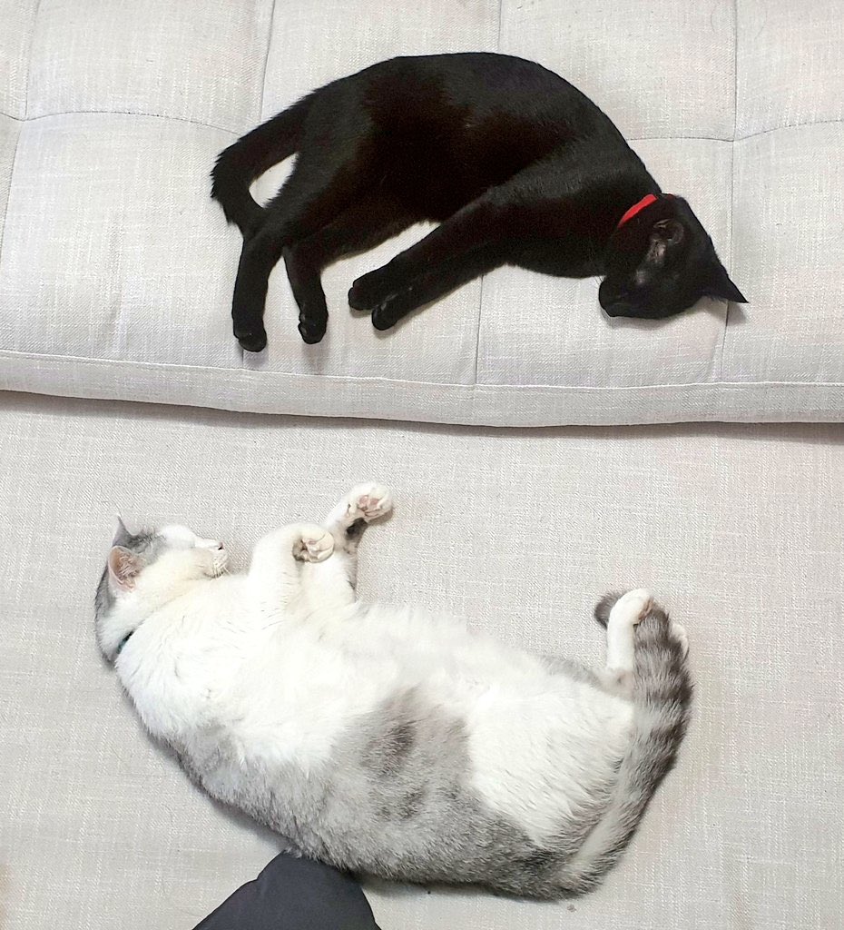 띠용 (@pang_s_u) on Twitter photo 