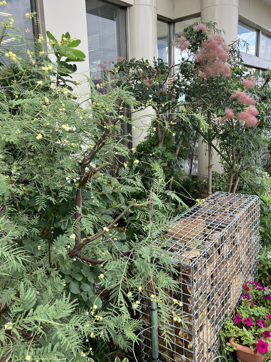 本日は営業しております。
お盆用の仏花も残りわずかとなりましたのでお早めにどうぞ。
⭐︎涼しげなシルバーリーフの木立ベコニア
⭐︎ミモザディアネイの可愛い花は長く楽しめるのでおすすめです。
本日もよろしくお願いします。