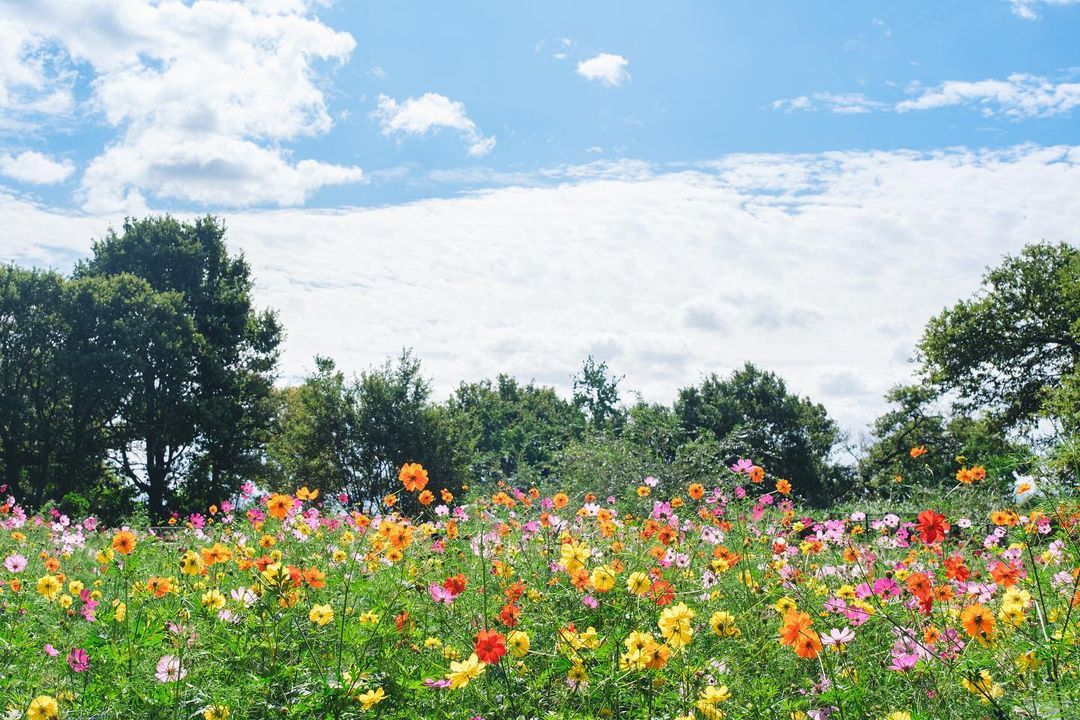 CarrollRus97669's tweet photo. 滋賀県大津市 衣川緑地公園 いろんな色のコスモスが咲いていて綺麗なところ🌸 色ごとに分けて植えられているところよりも、こういうごちゃまぜなところの方が好き😊
#コスモス
#花畑
#滋賀県
#大津市
#衣川緑地公園
#色とりどり
#自然の美
#花のある生活
#風景写真 https://t.co/SyUyYqQSq8