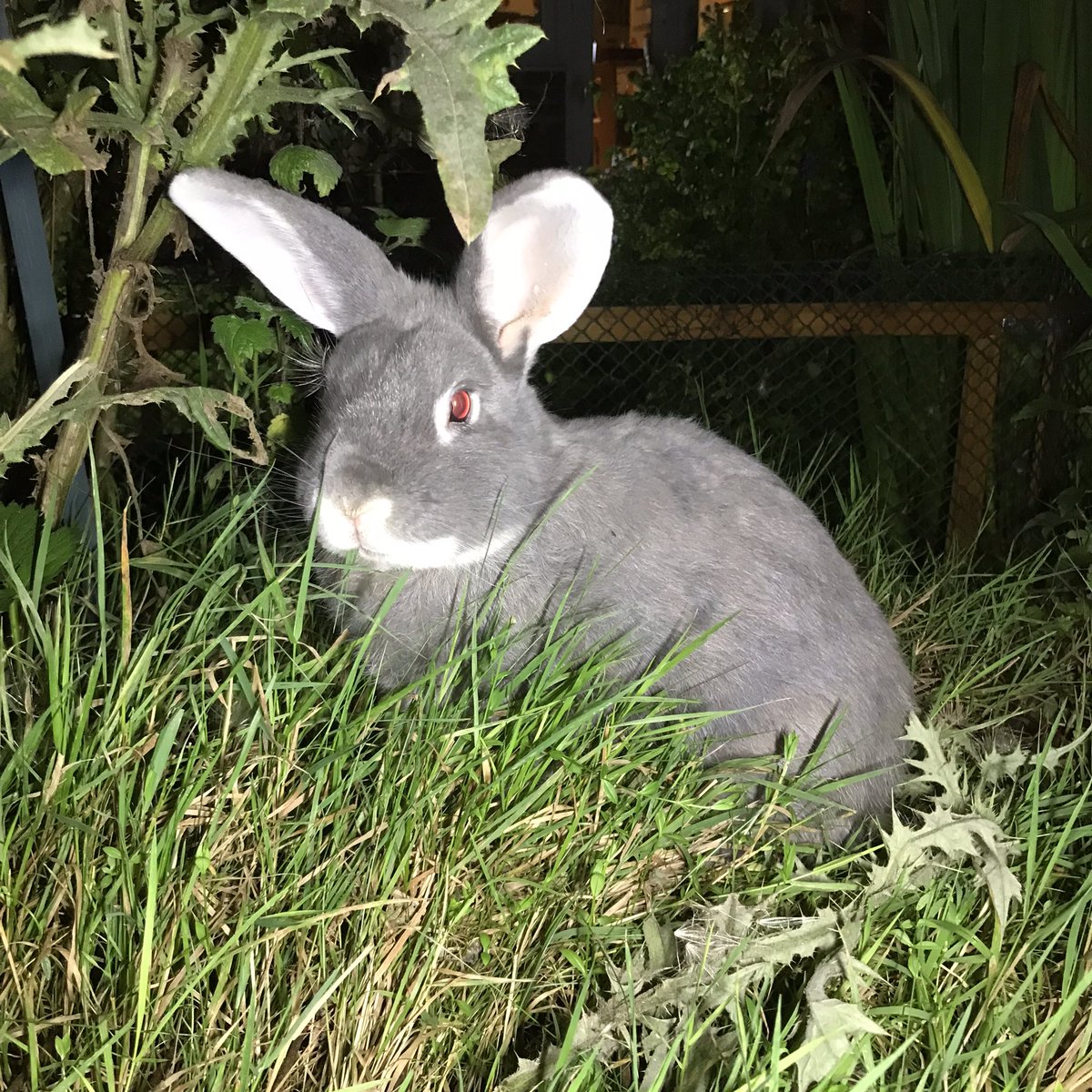 rocky_mikey's tweet photo. Out tidyings the wild life pond in the dark this evenings #rabbits #pets #bunnies #bunob https://t.co/8a1h8j9kaV