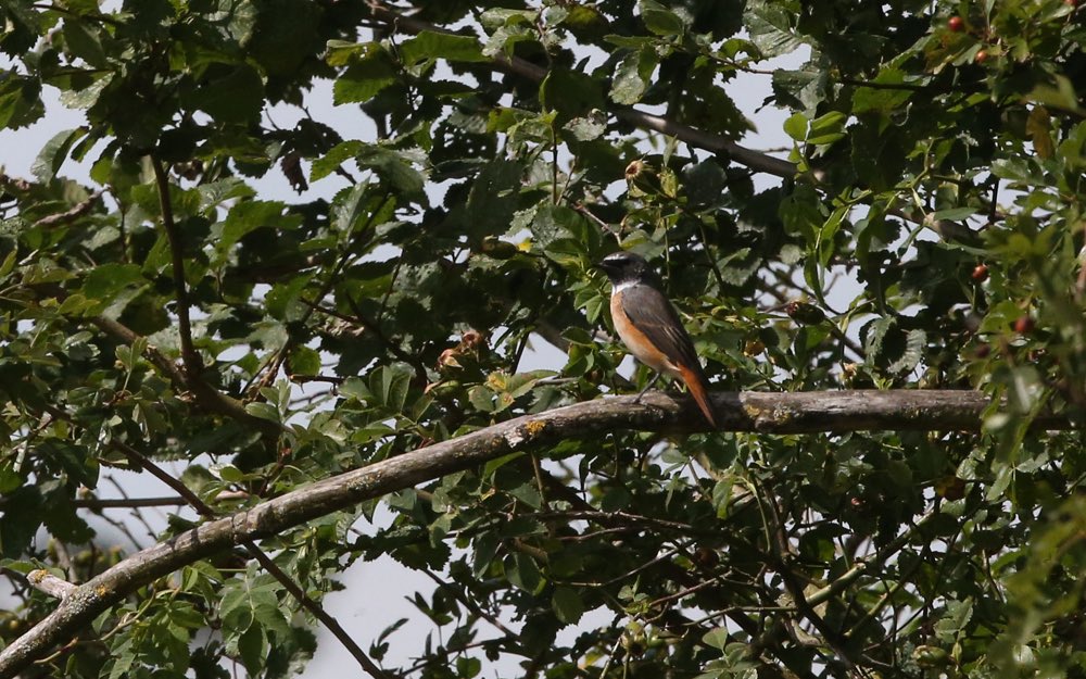 Grovebirds's tweet photo. Common Redstart - Barton in Fabis, late morning/early afternoon. https://t.co/3D29HwfayJ