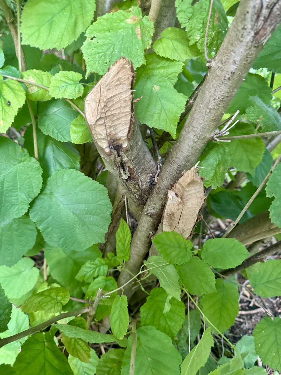 Aysha S. Raza tweet media