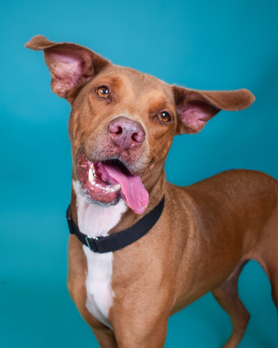 Chewy is all ears👂🙂👂

Go ahead, tell him your troubles. If you need someone to listen, Chewy's ears are always open 🤪

Can you believe Chewy was found stray at 7 years old? He's a fun-loving, smiley guy who deserves to be cherished. Come meet him in the play yard!