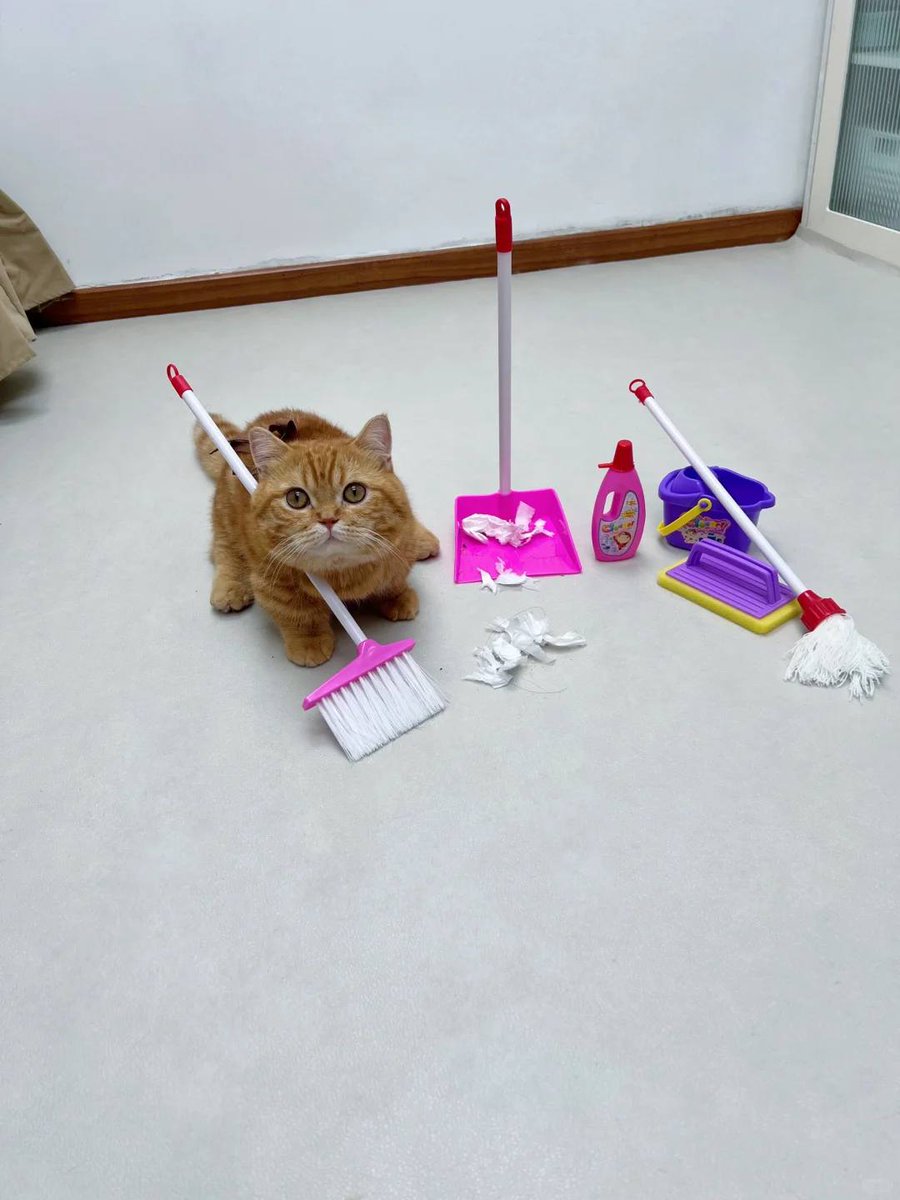 cats with jobs 🛠 (@catworkers) on Twitter photo 