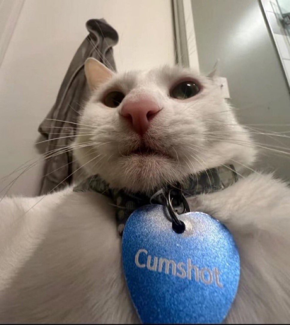 cats being cats (@catsbeiingcats) on Twitter photo 